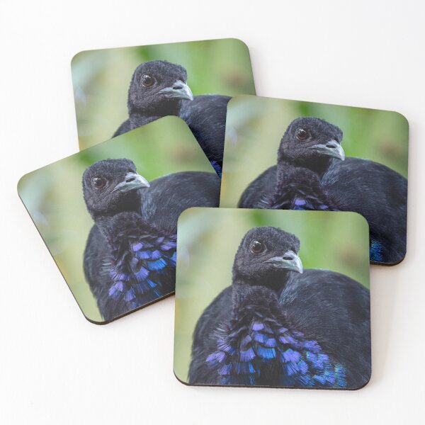 Item preview, Grey-winged trumpeter (Psophia crepitans) designed and sold by LubosChlubny.