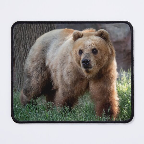 Item preview, Kamchatka bear in the grass designed and sold by LubosChlubny.