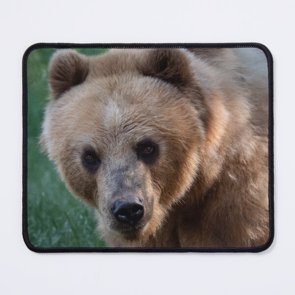 Item preview, Kamchatka bear in the grass designed and sold by LubosChlubny.