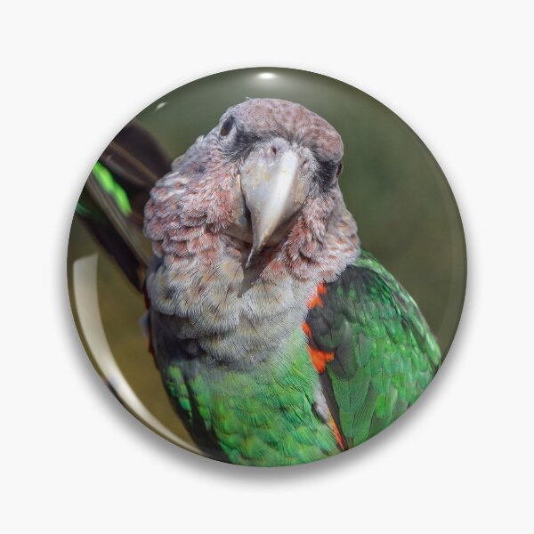Item preview, Cape parrot exotic bird sitting on the tree designed and sold by LubosChlubny.