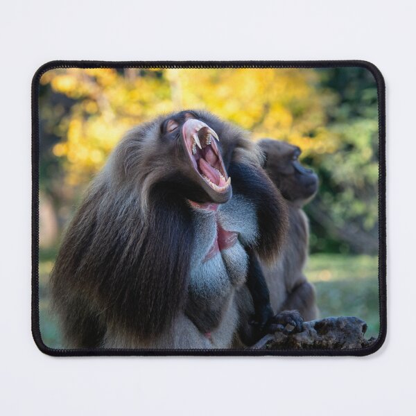 Item preview, Alpha male of Gelada Baboon designed and sold by LubosChlubny.