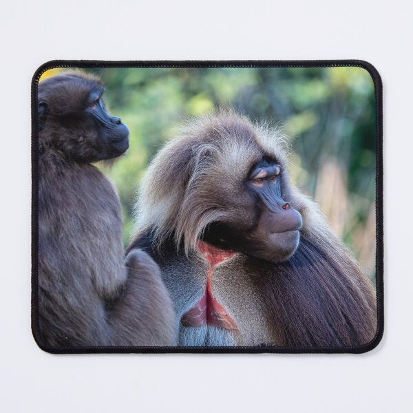 Item preview, Family of gelada baboons  designed and sold by LubosChlubny.
