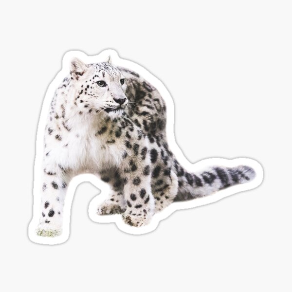 Snow Leopard sticker – Big Moods