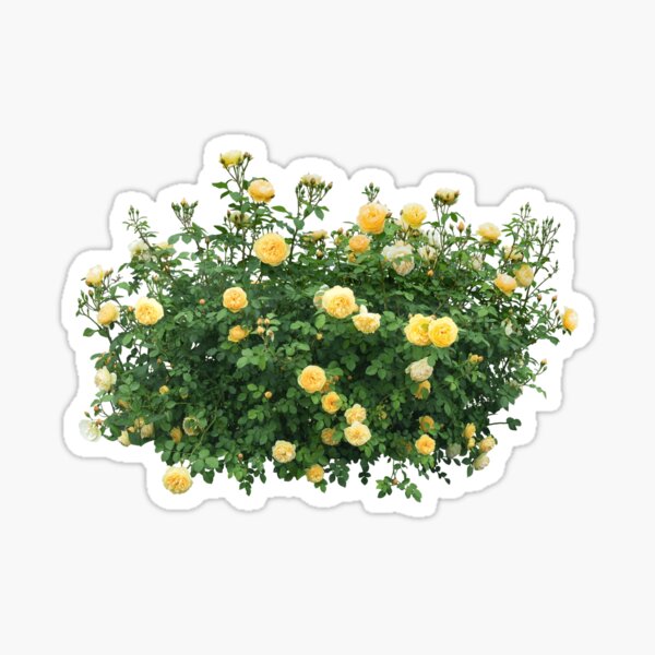 Item preview, Yellow Rose Bush designed and sold by taylorhall.