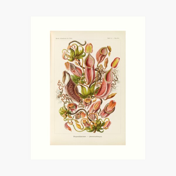 Item preview, Pitcher plants | Ernst Haeckel scientific illustration 1900-1910 designed and sold by retro-trove.