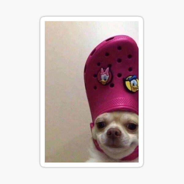 Dog with croc store on head sticker