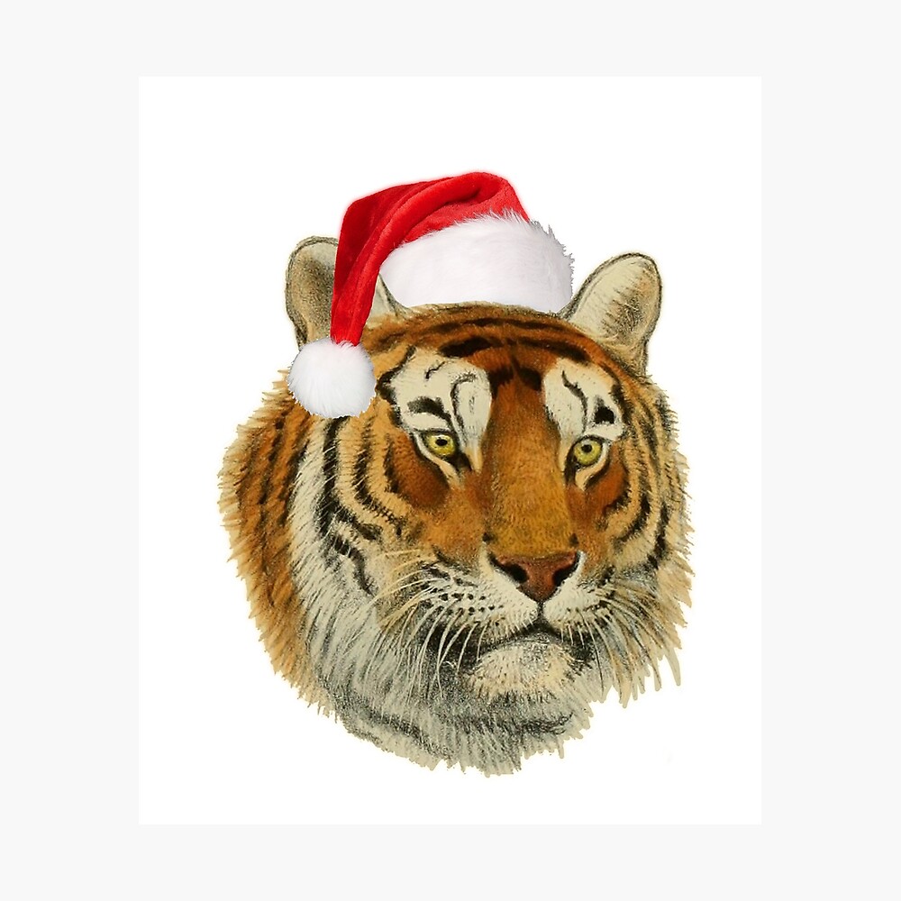 Lustiger Tiger Der Sankt Hut Weihnachtst Shirt Tragt Poster Von Safaritees Redbubble