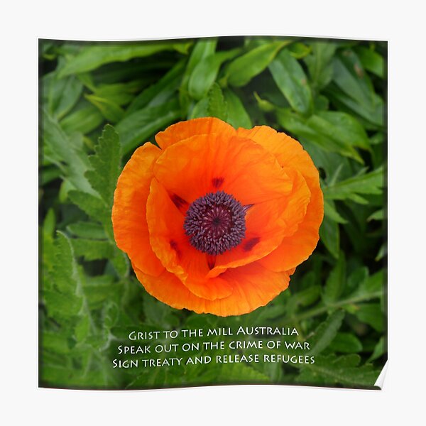 Poppy by Fern Smith Poster