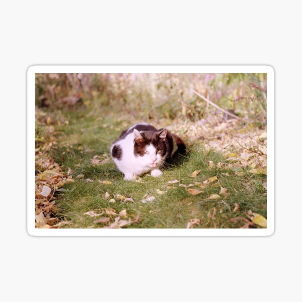Kater Ragnar zeigt die Zunge Sticker
