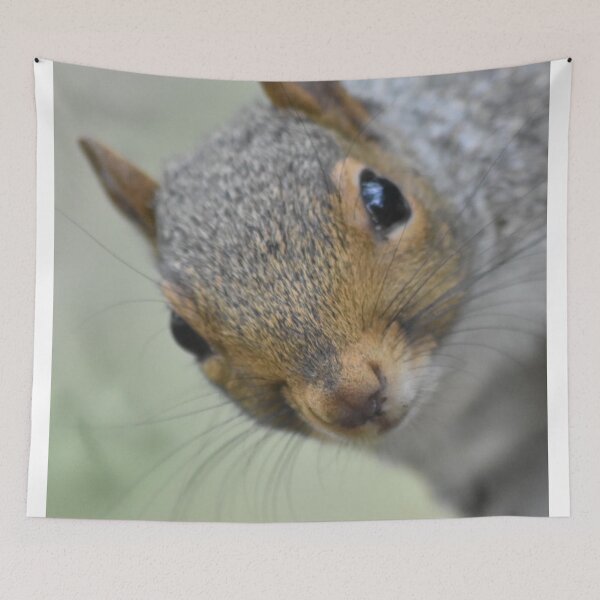 Item preview, Grey squirrel  designed and sold by Superpol44.