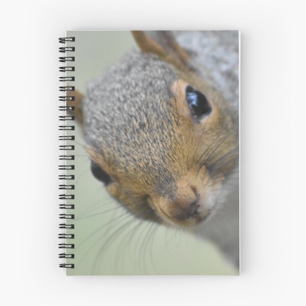Item preview, Grey squirrel  designed and sold by Superpol44.
