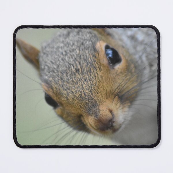 Item preview, Grey squirrel  designed and sold by Superpol44.