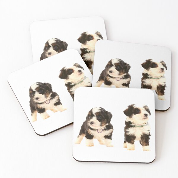 Item preview, Two cute Bernedoodles dogs ready to play designed and sold by Quality-goods.