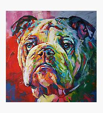 English Bulldog Photographic Print