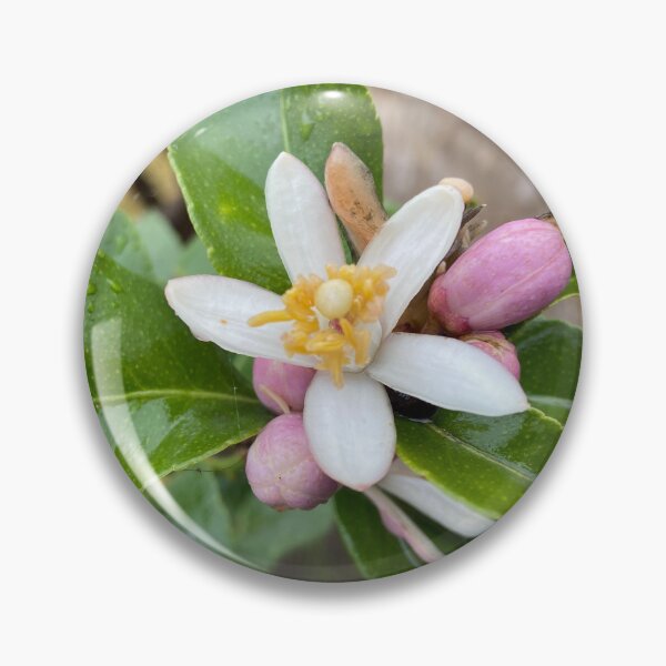 Item preview, lemon blossom in winter designed and sold by Ponted.