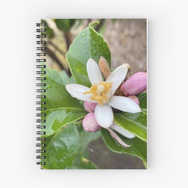 Artikelvorschau, Zitronenblüte im Winter entworfen und verkauft von Ponted.