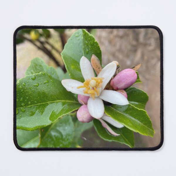 Item preview, lemon blossom in winter designed and sold by Ponted.