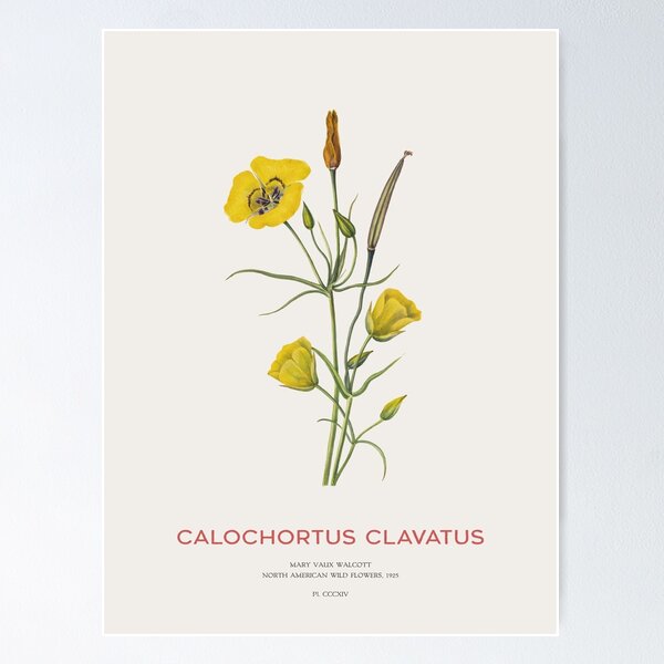Item preview, Golden Bowl Mariposa Lily or Calochortus Clavatus designed and sold by Vintagrafica.