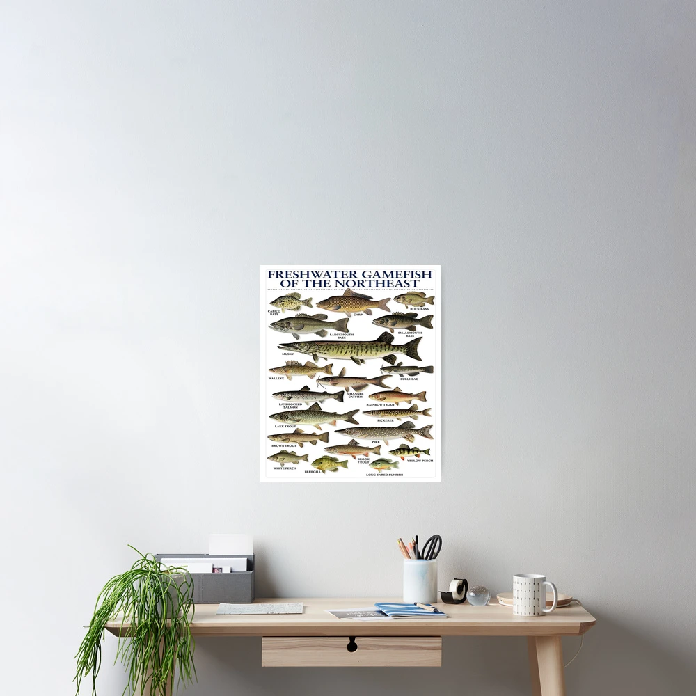 Freshwater Fish Chart Freshwater Fish Chart