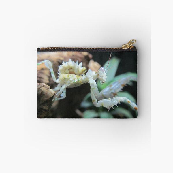 Item preview, Sub Adult Spiny Flower Mantis (Pseudocreobotra wahlbergii) designed and sold by MoonlightMantid.