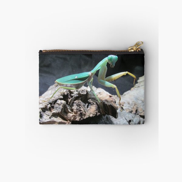 Item preview, Adult Female Sheild Mantis (Rhombodera valida) designed and sold by MoonlightMantid.
