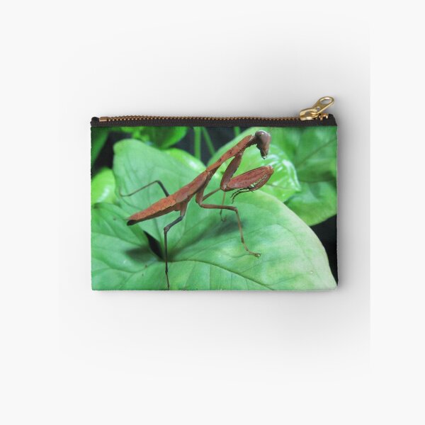 Item preview, Rare Red Mantis Nymph (Prohierodula picta) designed and sold by MoonlightMantid.