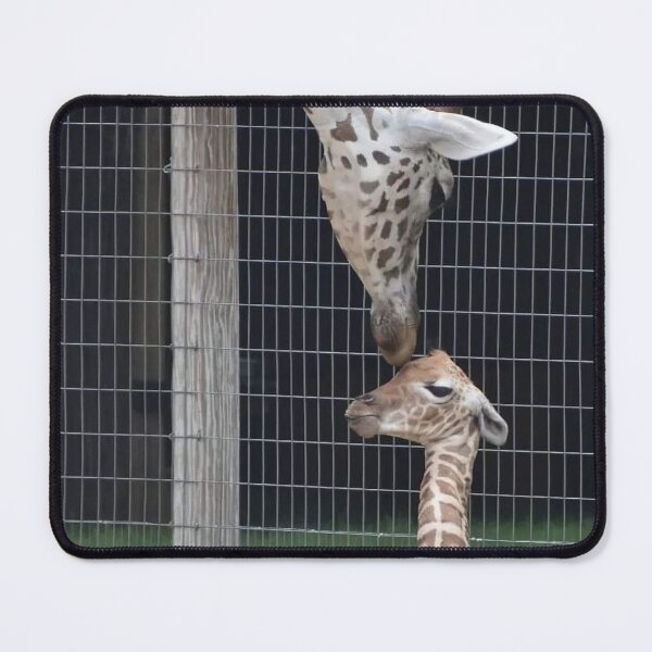 Item preview, Giraffe and calf designed and sold by Sharon the Zoo Lady Photography .