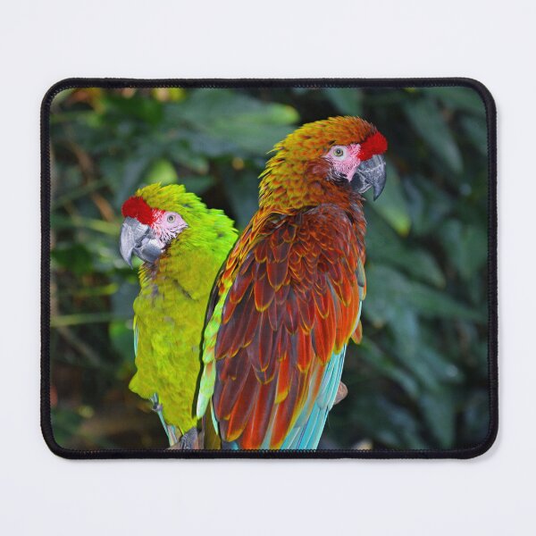 Item preview, Macaws designed and sold by Savannah Gibbs.