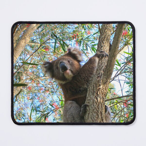 Item preview, Koala in a bottlebrush tree, Australia designed and sold by FranWest.