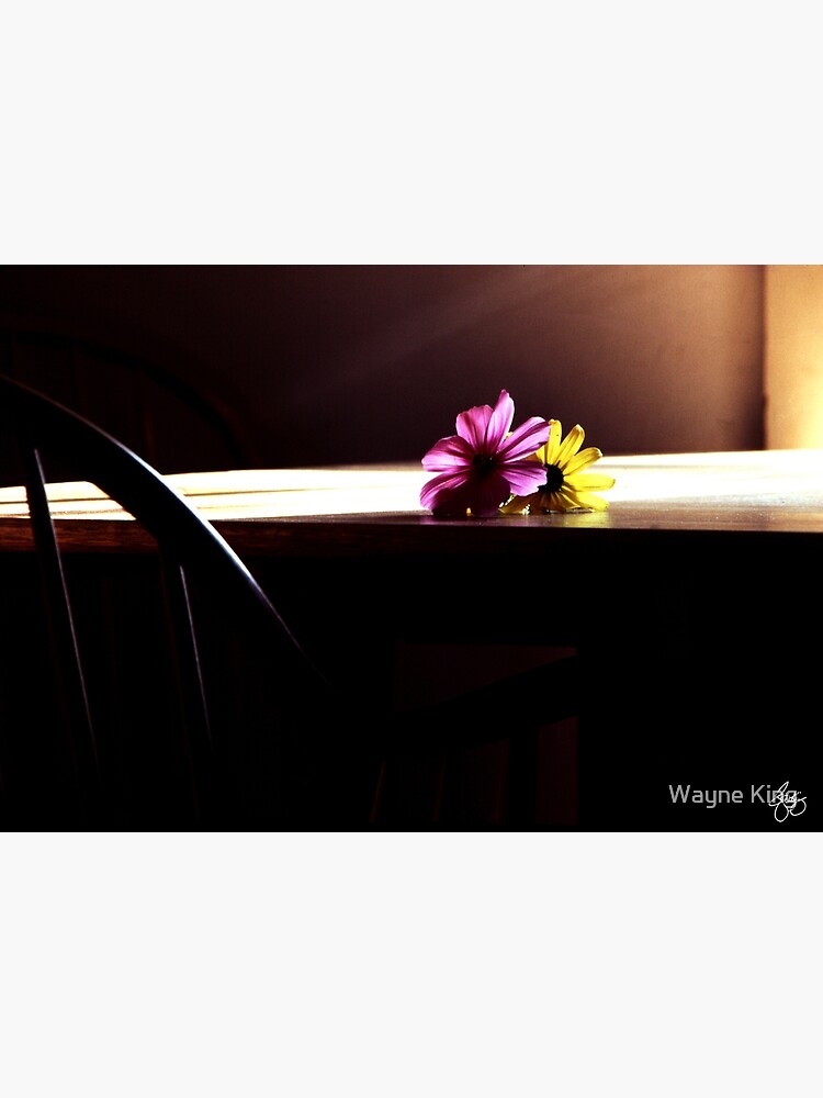 Flowerheads in the Sun by waynedking