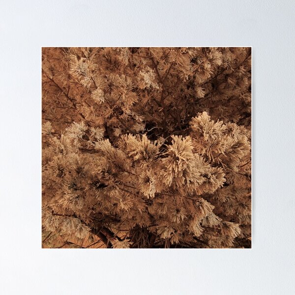 Item preview, Snowy Pine Trees-Frosted Tree designed and sold by CarefulCaptures.
