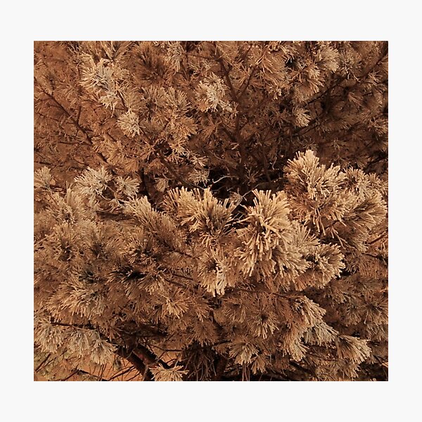 Item preview, Snowy Pine Trees-Frosted Tree designed and sold by CarefulCaptures.