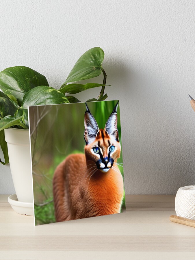 Caracal Cat One | Art Board Print