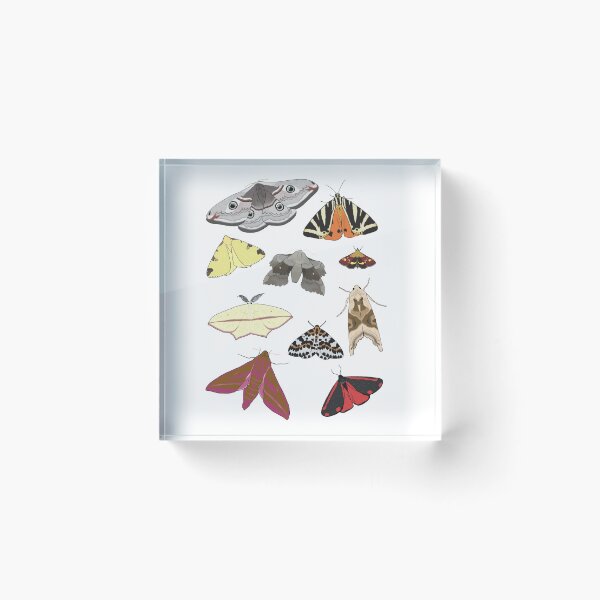 Item preview, British Moths designed and sold by Cerys O'Connell.