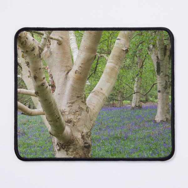 Item preview, Silver Birch and Bluebells in Spring Woodland designed and sold by thelemmingface.