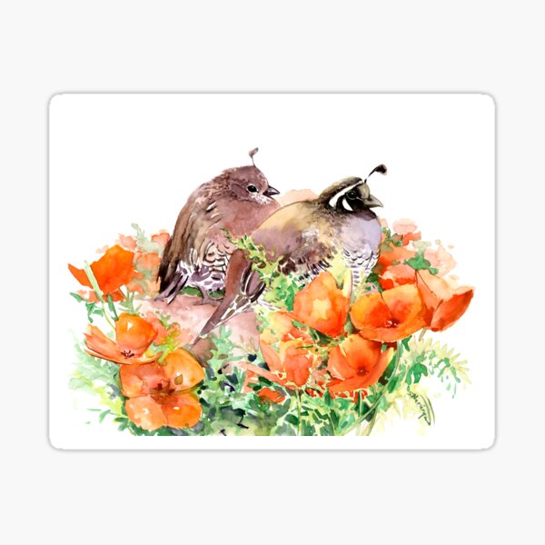 "California State bird and Flowers, California Quail and California