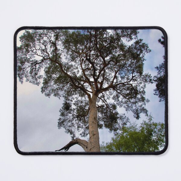 Item preview, Tall Pine Tree designed and sold by thelemmingface.