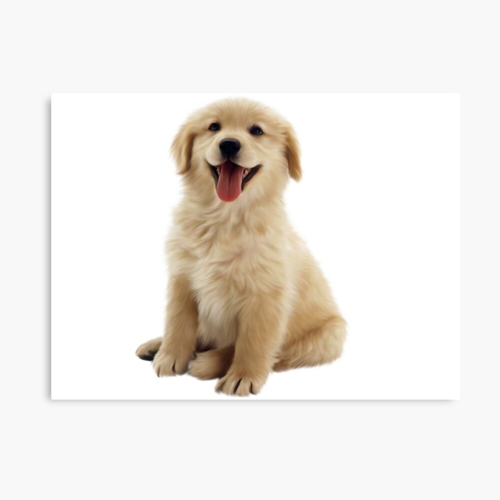 Golden Retriever Photographic Print By Vitalia Redbubble