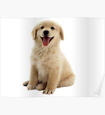 Golden Retriever Poster