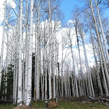 Artwork thumbnail, Aspen Trees by Cathy Armato