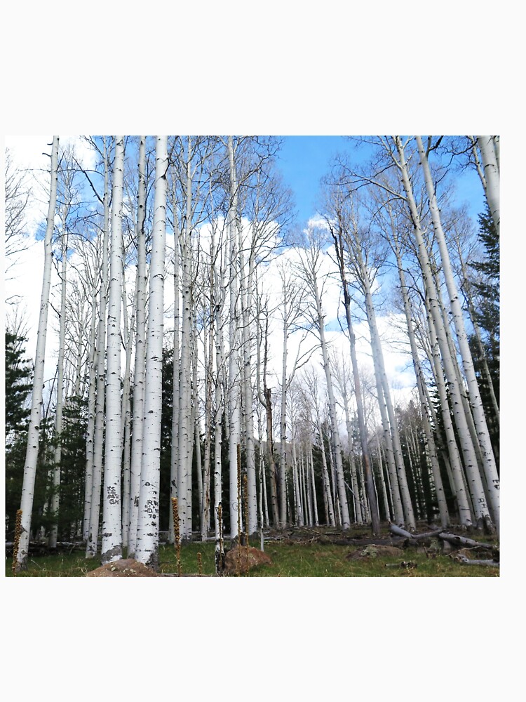 Thumbnail 7 of 7, Classic T-Shirt, Aspen Trees designed and sold by RBCat007.