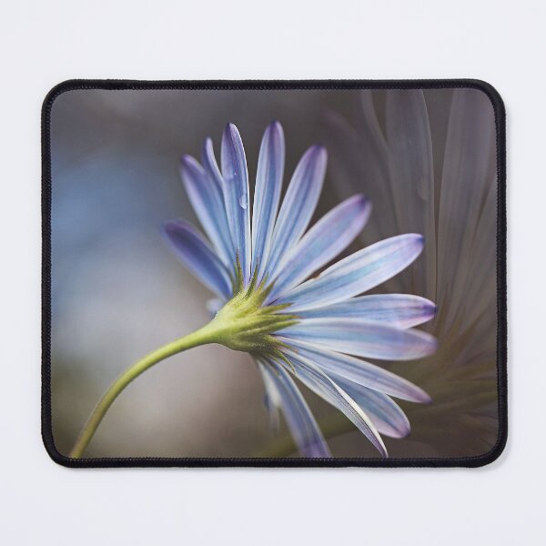 Item preview, Cape Daisy Softy Echos designed and sold by Joy Watson - Natural Light Photography .