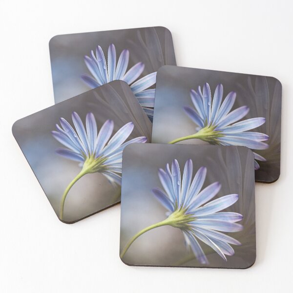 Item preview, Cape Daisy Softy Echos designed and sold by Joy Watson - Natural Light Photography .