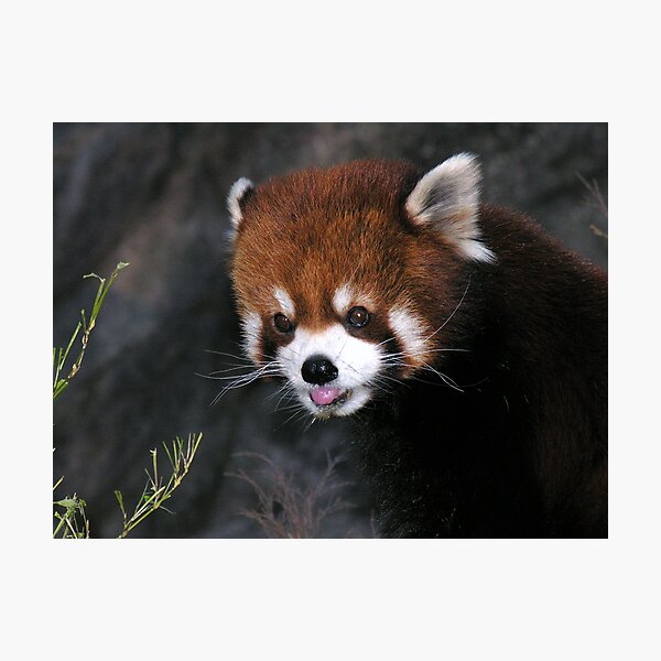 Precious Photographic Print