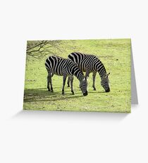Zebras im Frühling Grußkarte