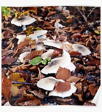 forest floor with mushrooms Poster