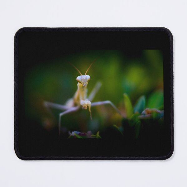 Item preview, Praying mantis designed and sold by Gaël FONTAINE.