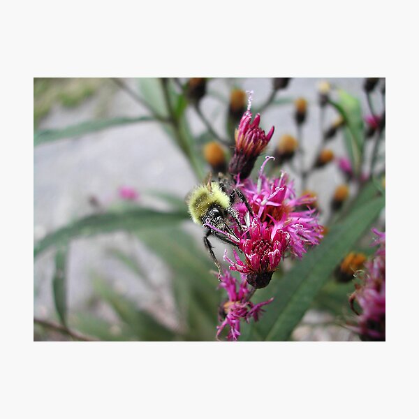 Item preview, A Busy Bee designed and sold by Patricia Bolgosano.