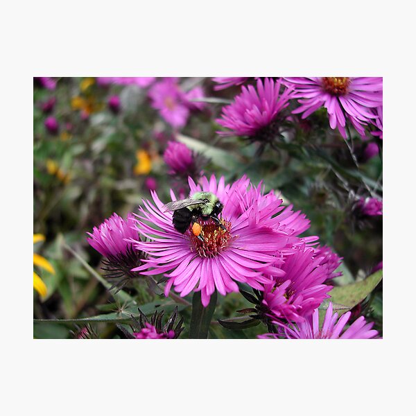 Item preview, The Pollinator designed and sold by Patricia Bolgosano.