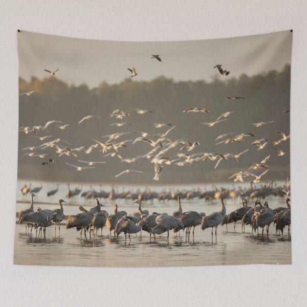 Item preview, Common Cranes at sunrise designed and sold by Dominika Aniola.